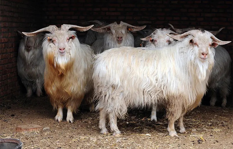 Is 100% Wool the Same as Cashmere?