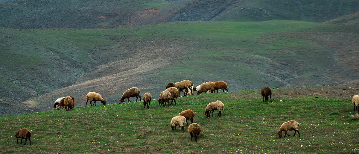 Why Is Cashmere So Expensive?